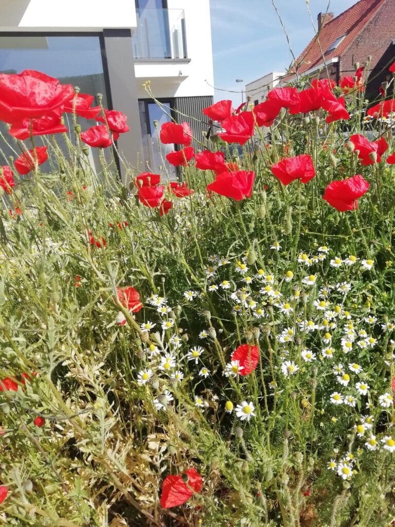 Rode poppies haken